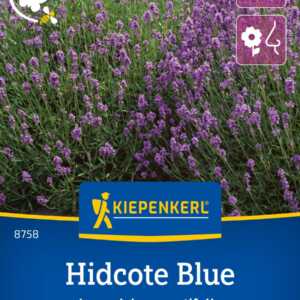 Lawenda 'Hidcote Blue' – Nasiona – Kiepenkerl
