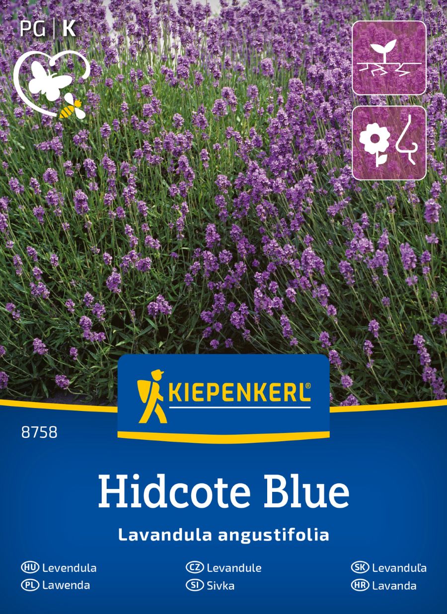 00008758-000-00_VS_Lavendel Hidcote Blue Strain_4000159087583