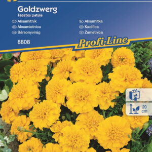 Aksamitka 'Goldzwerg' – Żółta – Kiepenkerl