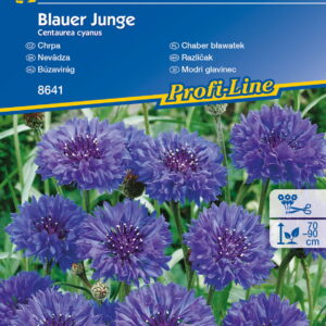 Chaber Bławatek 'Blauer Junge' – Kiepenkerl