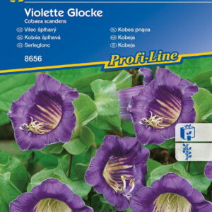 Kobea pnąca 'Violette Glocke' (fioletowa)