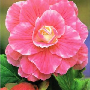 Begonia Dwukolorowa Camellia 3 szt.