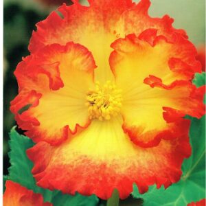 Begonia Dwukolorowa Yellow 3 szt.