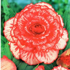 Begonia Dwukolorowa Marmorata 3 szt.