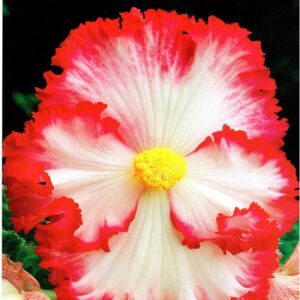 Begonia Dwukolorowa White 3 szt.