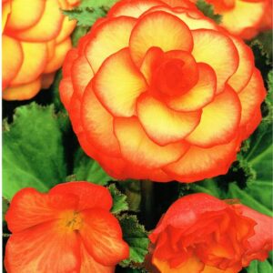 Begonia Dwukolorowa Picotee 3 szt.