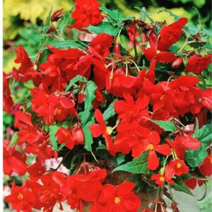 Begonia Kaskadowa - Czerwona 3 szt.