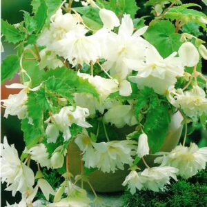 Begonia Kaskadowa - Biała 3 szt.