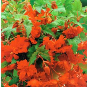 Begonia Kaskadowa - Pomarańczowa 3 szt.
