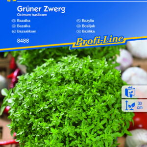 Bazylia Grüner Zwerg – Kiepenkerl