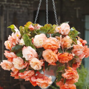 Begonia Dla Kolekcjonera Splendide Apricot 3 szt.
