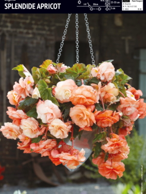 Begonia Dla Kolekcjonera Splendide Apricot 3 szt.