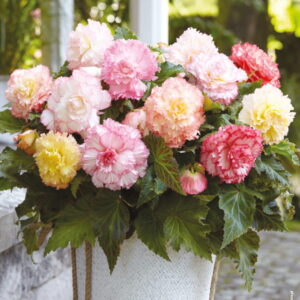 Begonia Dla Kolekcjonera Samba Mix 3 szt.