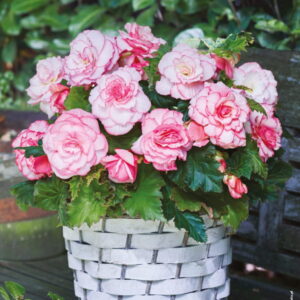 Begonia Dla Kolekcjonera Picotee White 3 szt.