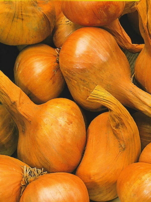 Cebula szalotka żółta Golden Gourment 250 g