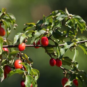 Dereń Jadalny 'Cornus Mas' – Sadzonka 40 cm