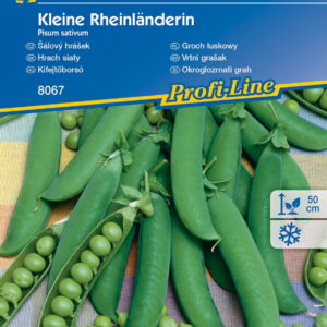 Groch łuskowy ,,Kleine Rheinländerin’’ – Kiepenkerl