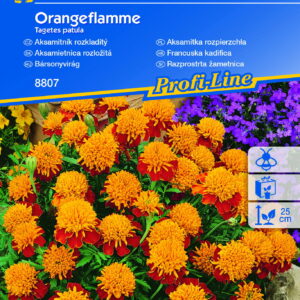 Aksamitka rozpierzchła 'Orangeflamme' - Nasiona - Kiepenkerl