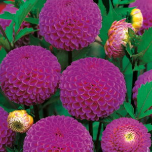Dalia Franz Kafka - 1 szt.