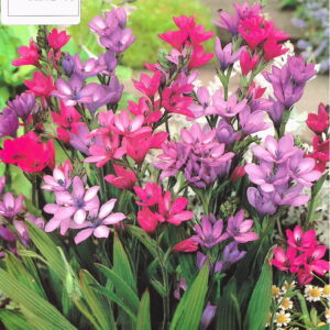 Babiana Kew Hybridis - 10 szt.