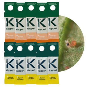Zestaw Dobroczynek Kalifornisjki 5 szt + Dobroczynek Swirski 5 szt