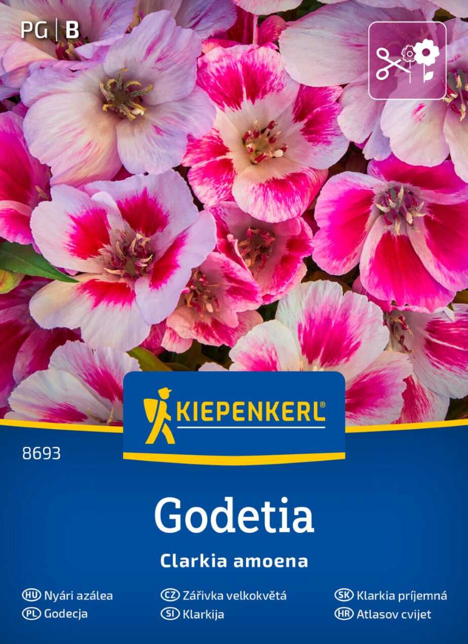 Godecja Godetia przód