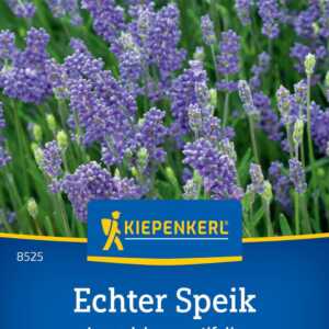 Lawenda Echter Speik Kiepenkerl