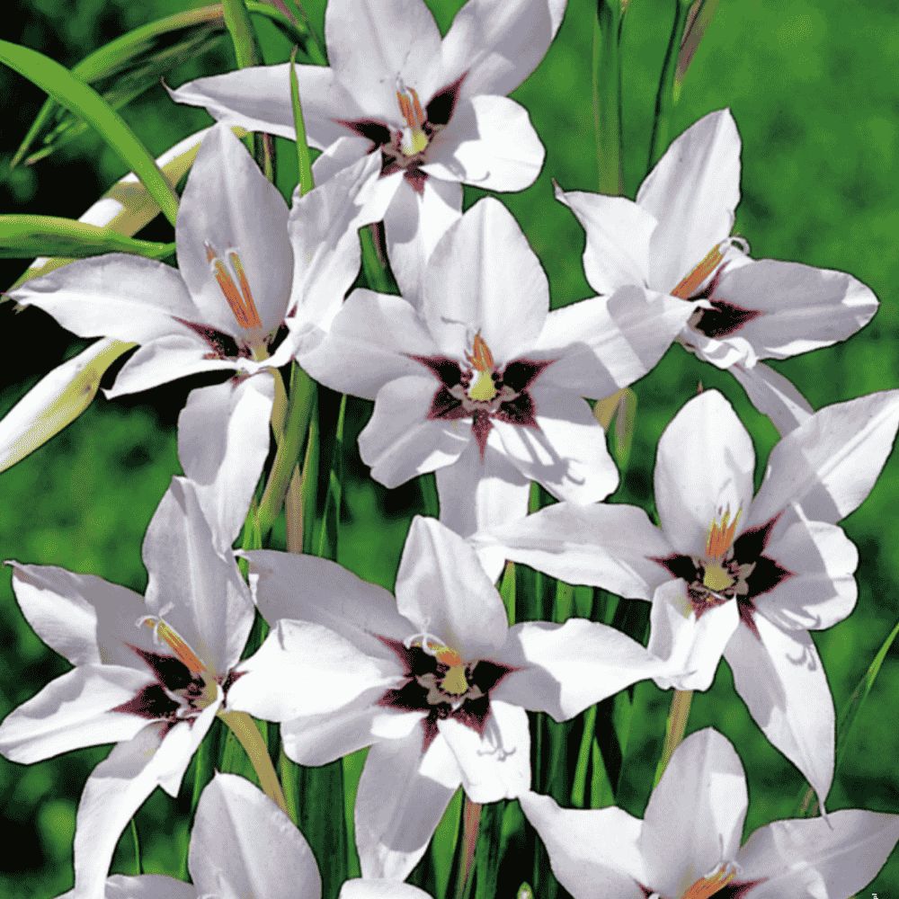 Acidanthera Mieczyk Abisyński