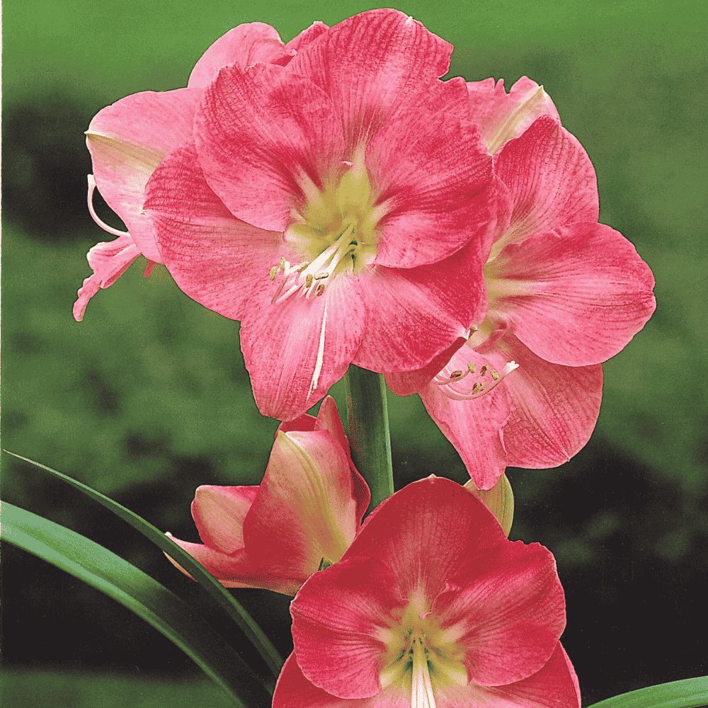 Amarylis Susan