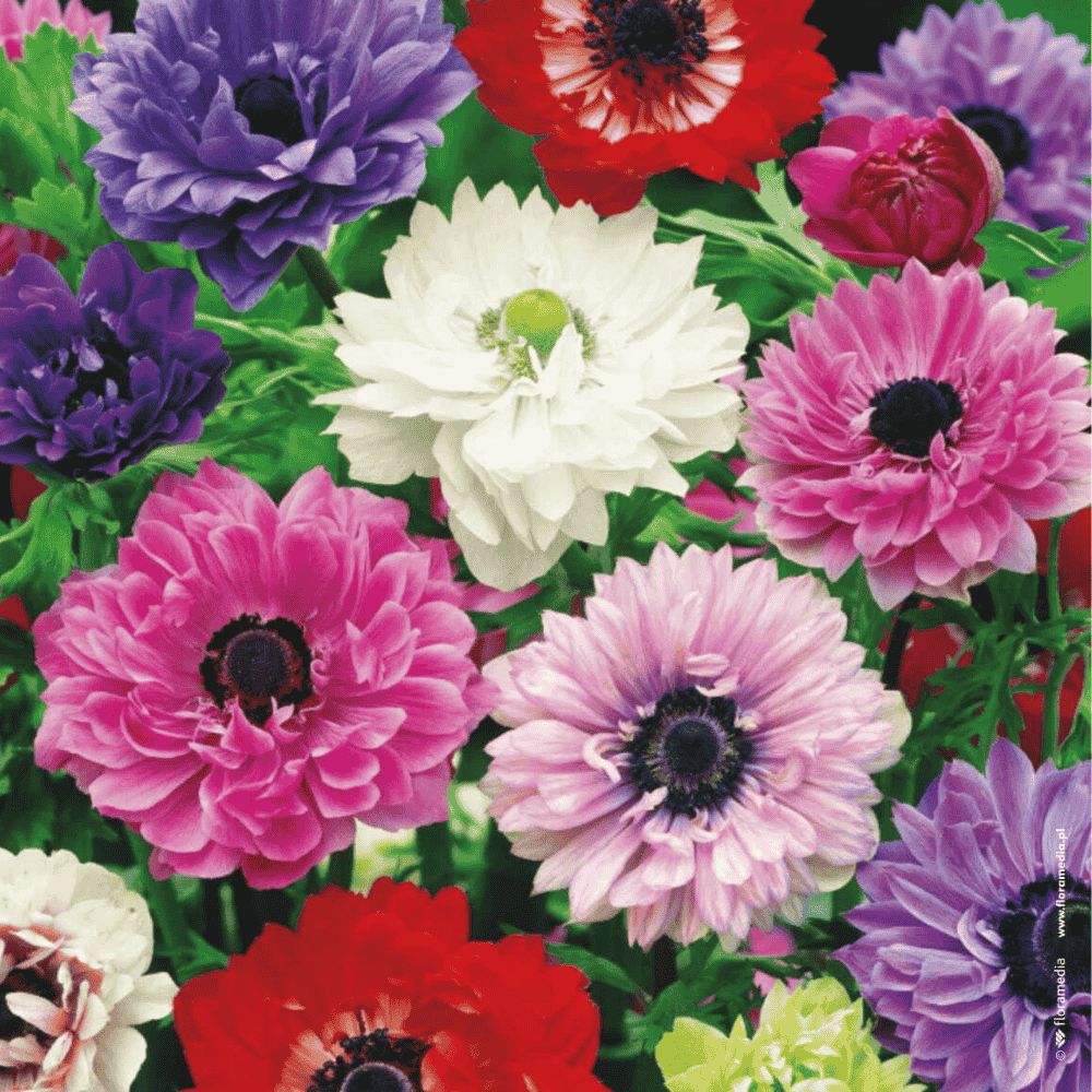 Anemone St Brigid - zawilec mieszanka-1