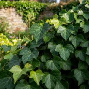 Bluszcz Irlandzki (Hedera Hibernica)