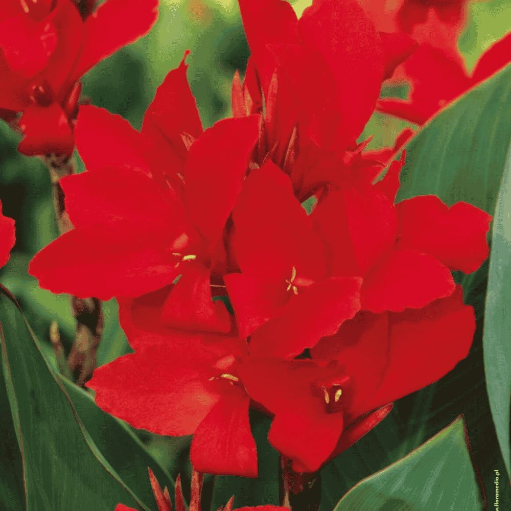Canna - CZERWONA (1)