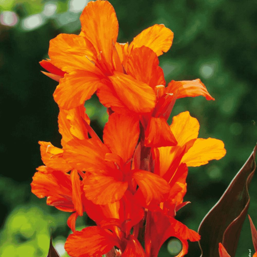 Canna - POMARAŃCZOWA