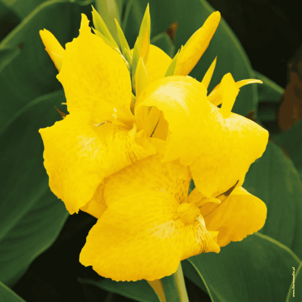 Canna - ŻÓŁTA