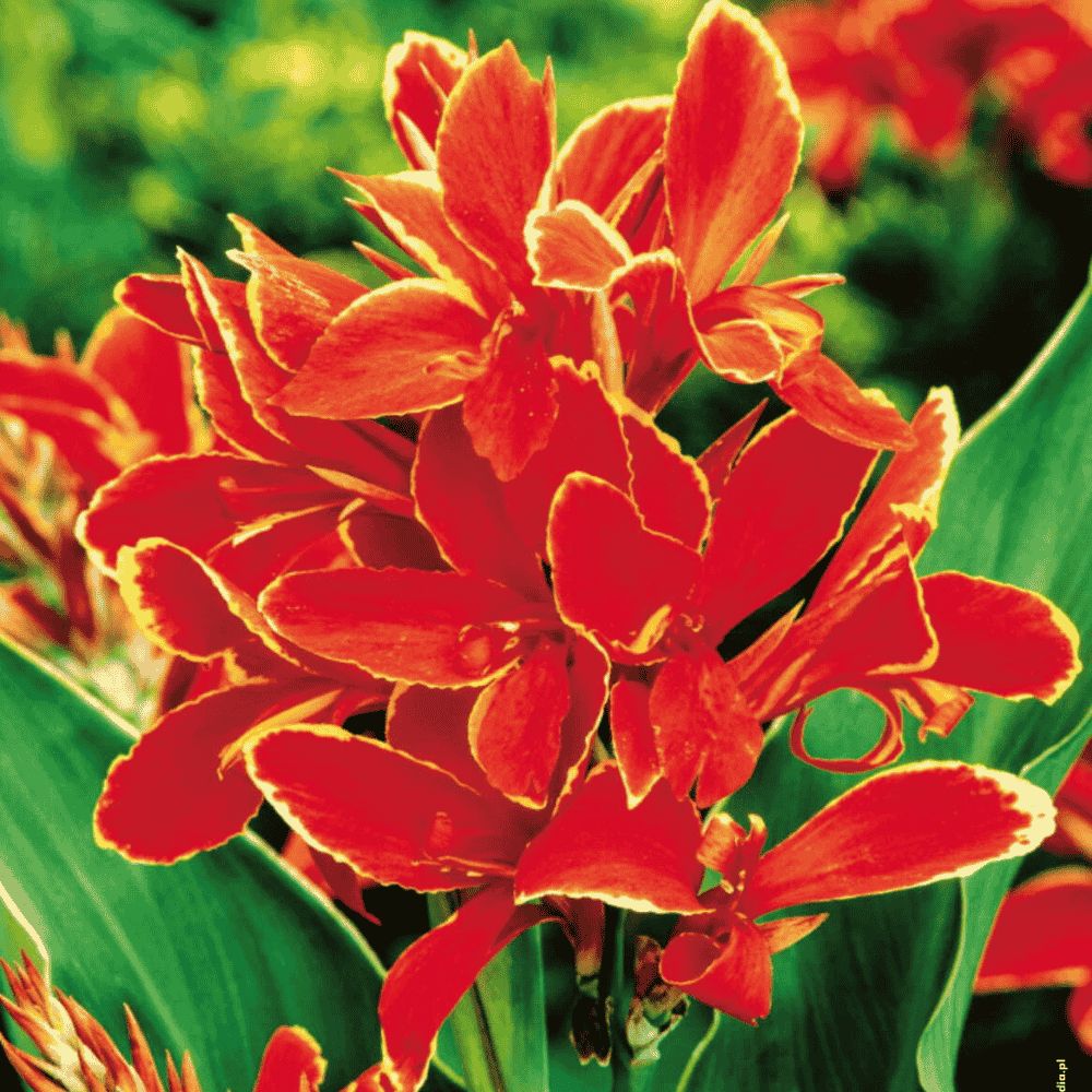 Canna - ŻÓŁTO-CZERWONA