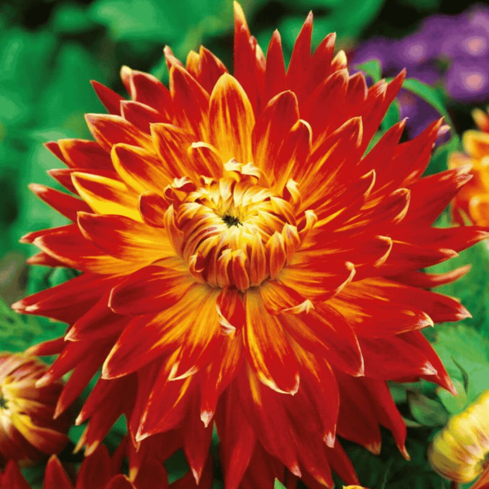 Dalia dekoracyjna - AKITA-1