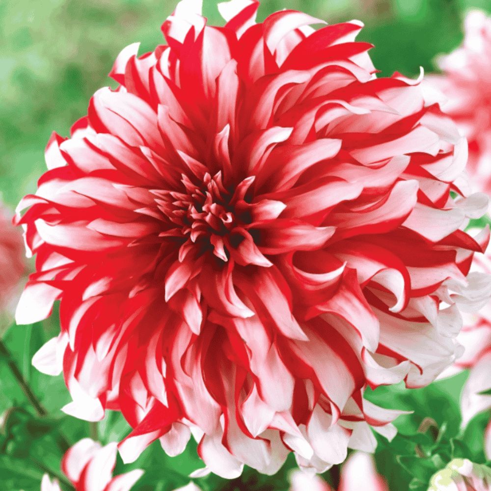 Dalia dekoracyjna - SANTA CLAUS_page-0001