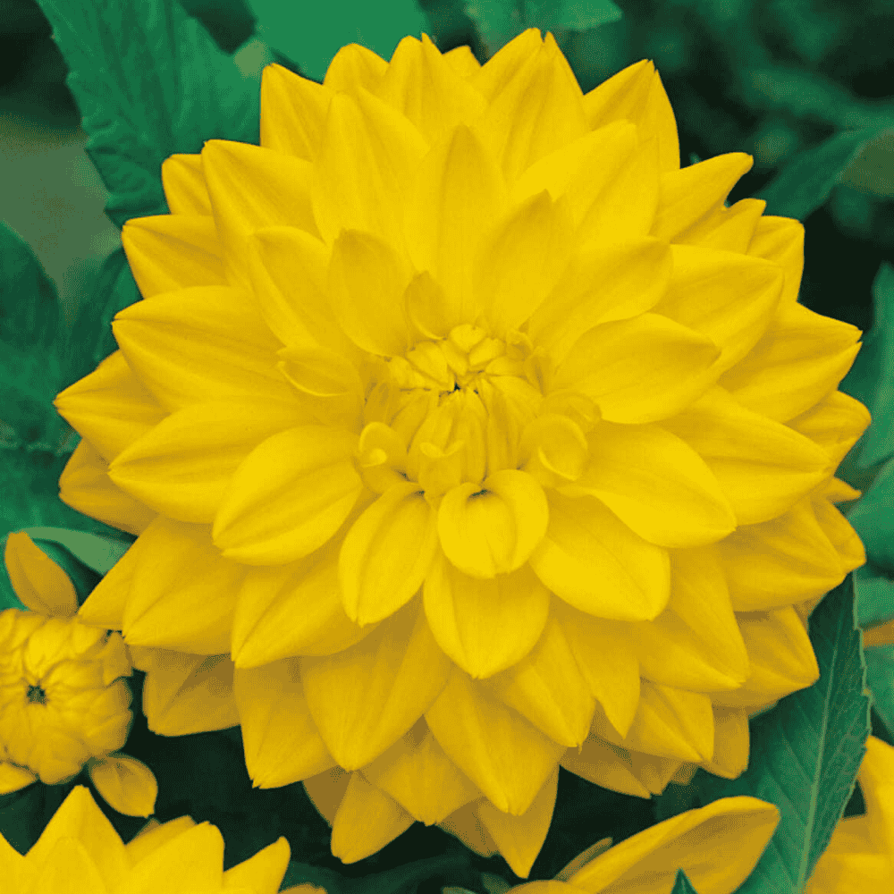 Dalia dekoracyjna - ŻÓŁTA-1