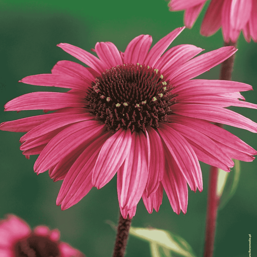 Echinacea - JEŻÓWKA PURPUREA
