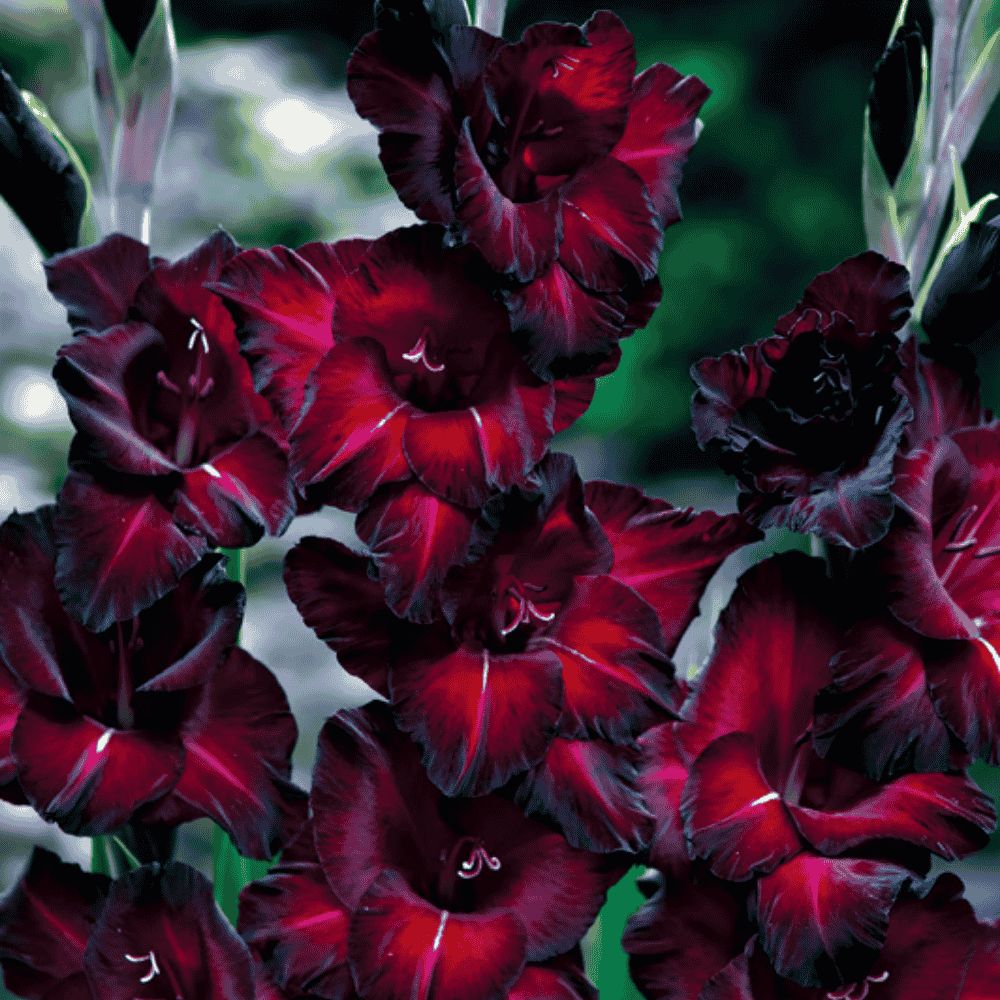 Gladiolus - BACK STAR