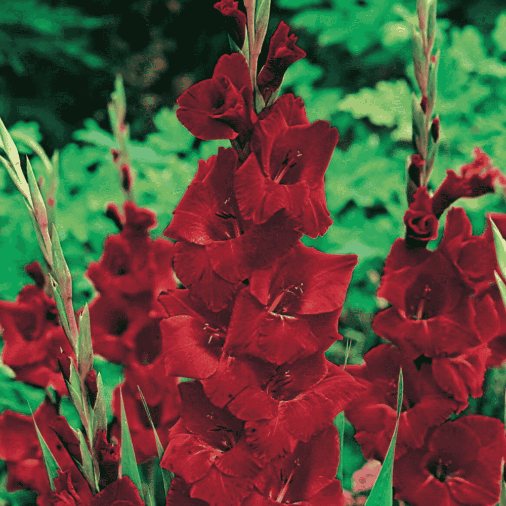 Gladiolus - OSCAR-1