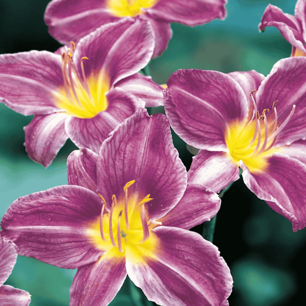 HEMEROCALLIS - LILIOWIEC BLUE SEA