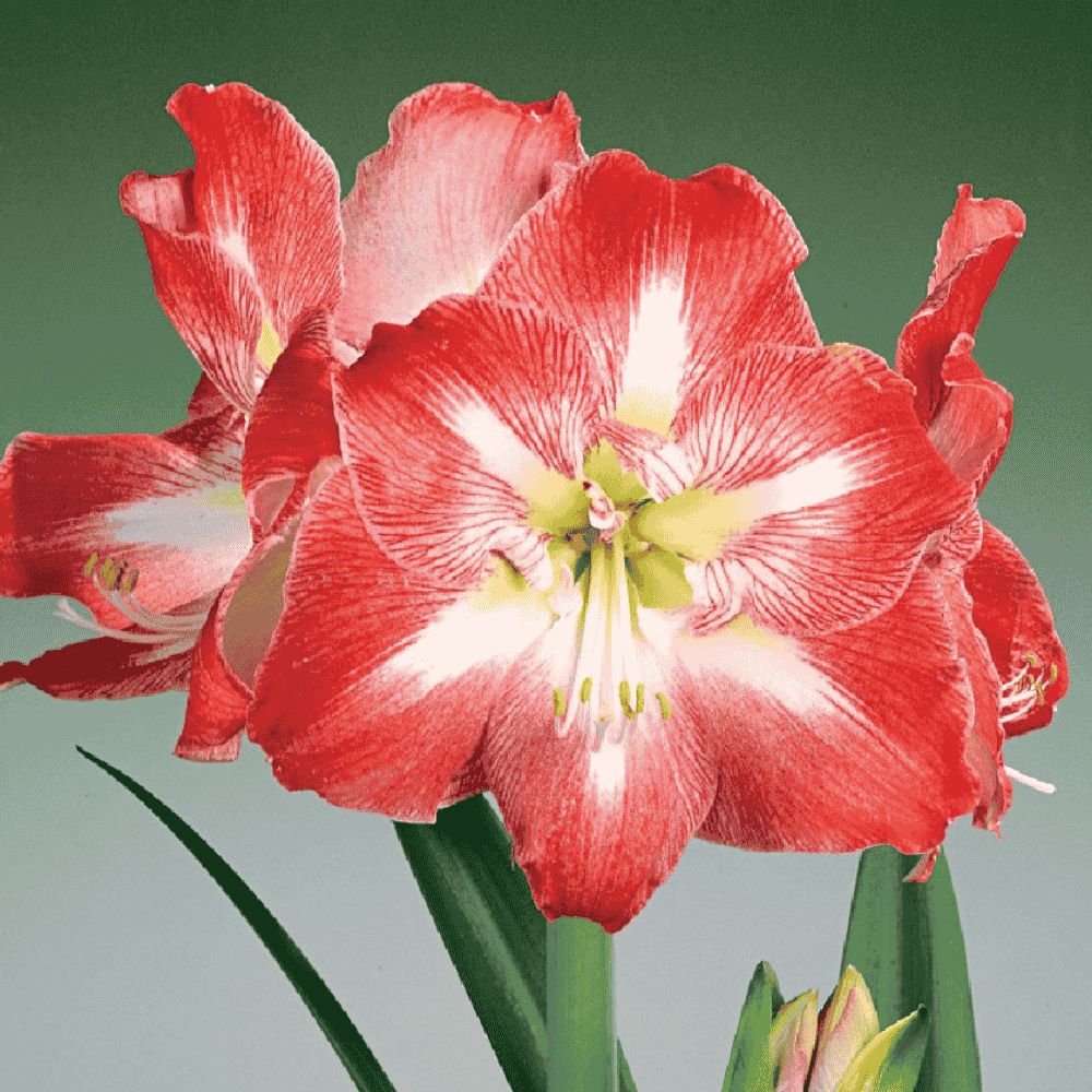 Hippeastrum - Amarylis Minerva