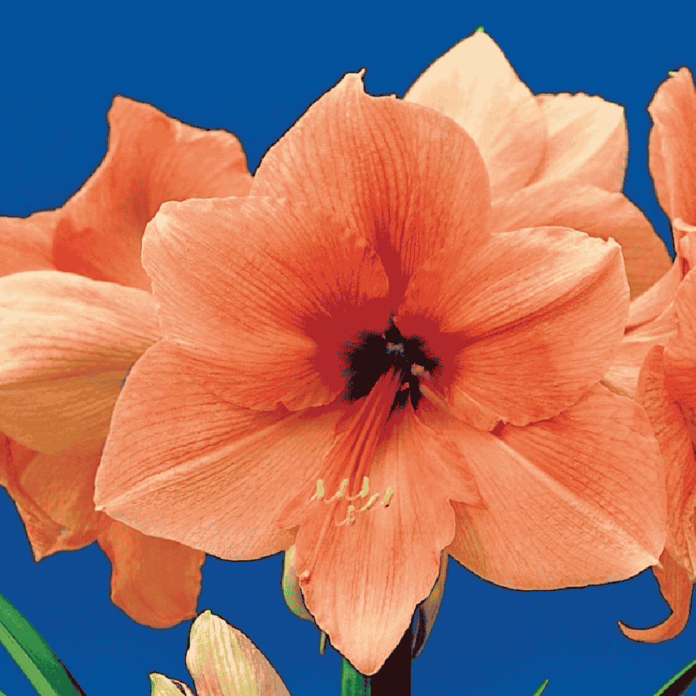 Hippeastrum - Amarylis Rilona
