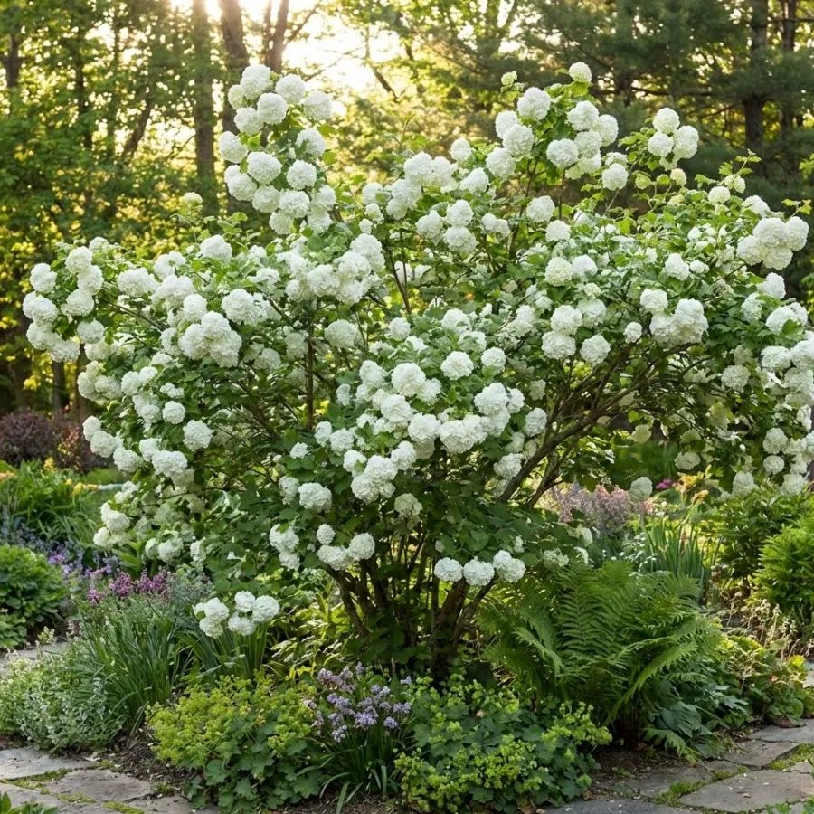 Kalina Koralowa Roseum 1