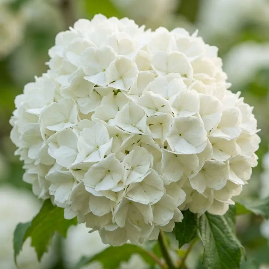 Kalina Koralowa Roseum 2