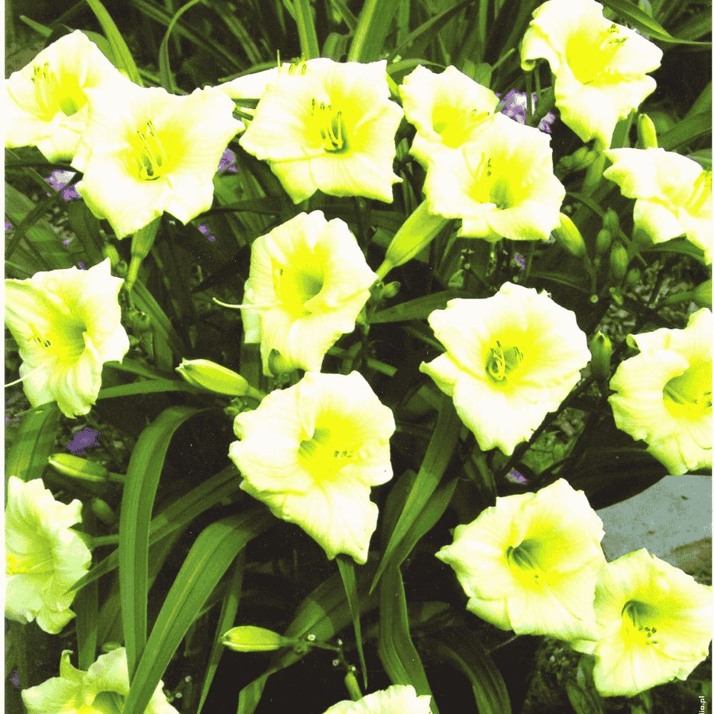 LILIOWIEC LONGSFIELD PEARL