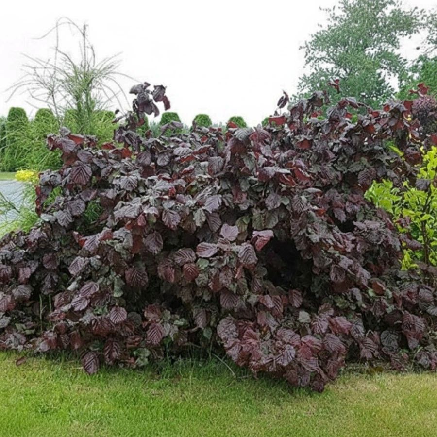 Leszczyna Pospolita Red Majestic 1