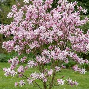 Magnolia Loebnera Leonard Messel (Magnolia Loebneri Leonard Messel)