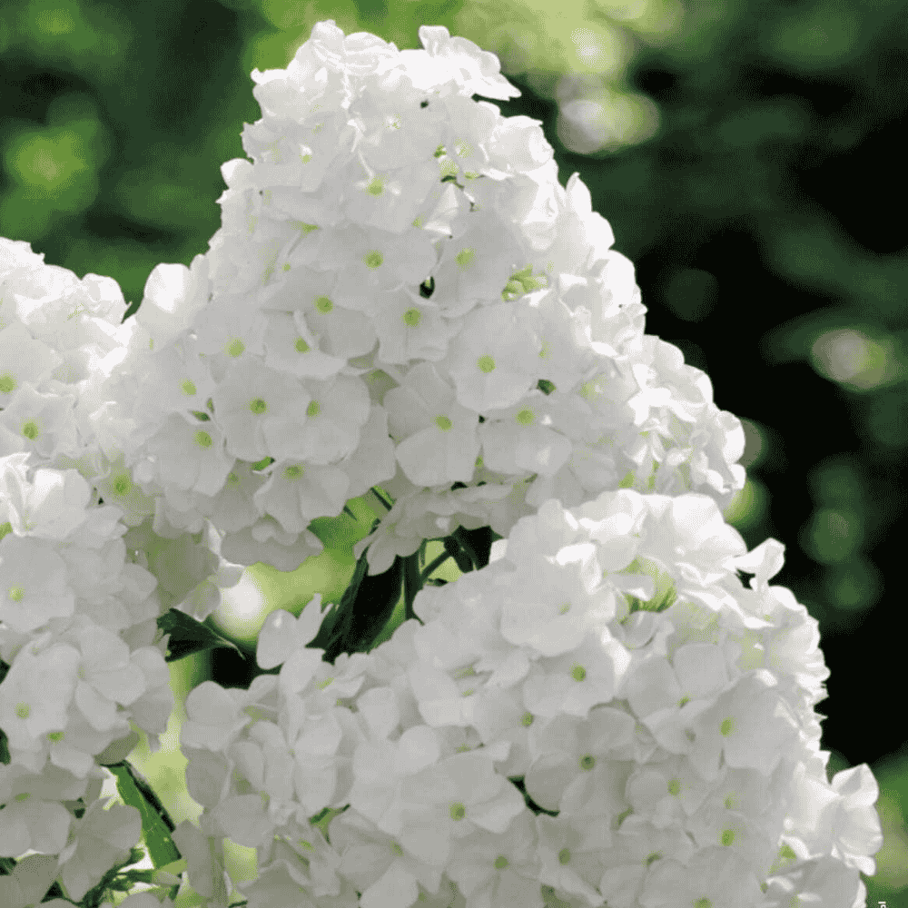 PHLOX - PŁOMYK WIECHOWATY BIAŁY-1